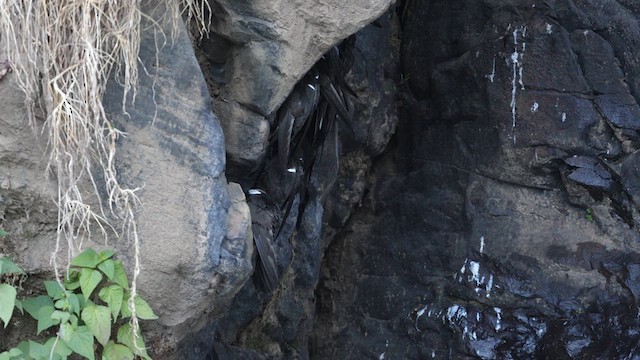 White-naped Swift - ML639279062