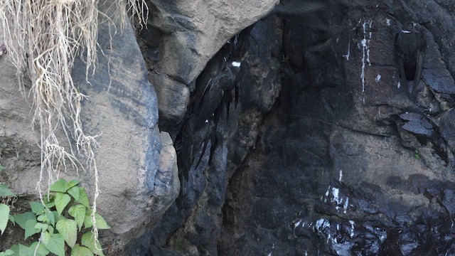 White-naped Swift - ML639279077