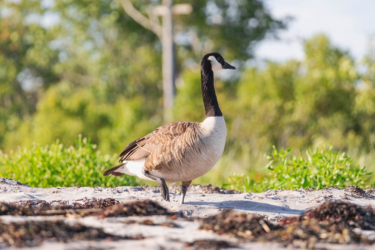 Canada Goose - ML639279082
