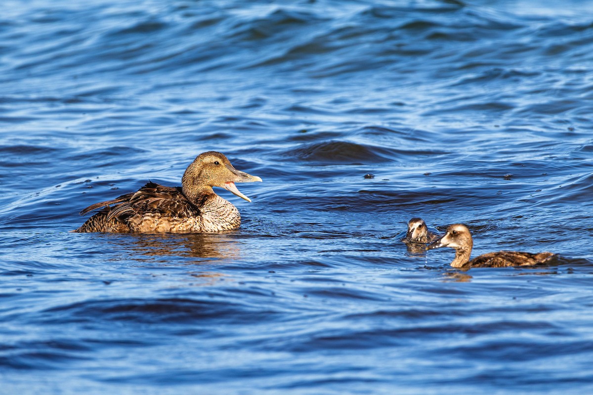 Common Eider - ML639279084