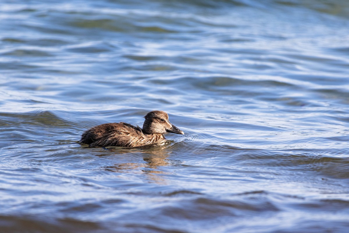 Common Eider - ML639279096