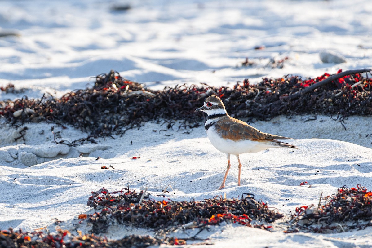 Killdeer - ML639279105