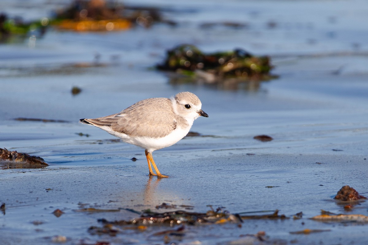 Piping Plover - ML639279108