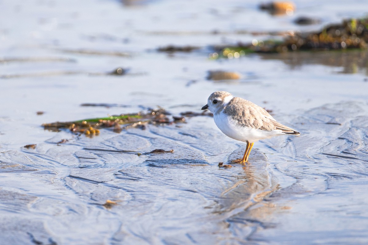 Piping Plover - ML639279109