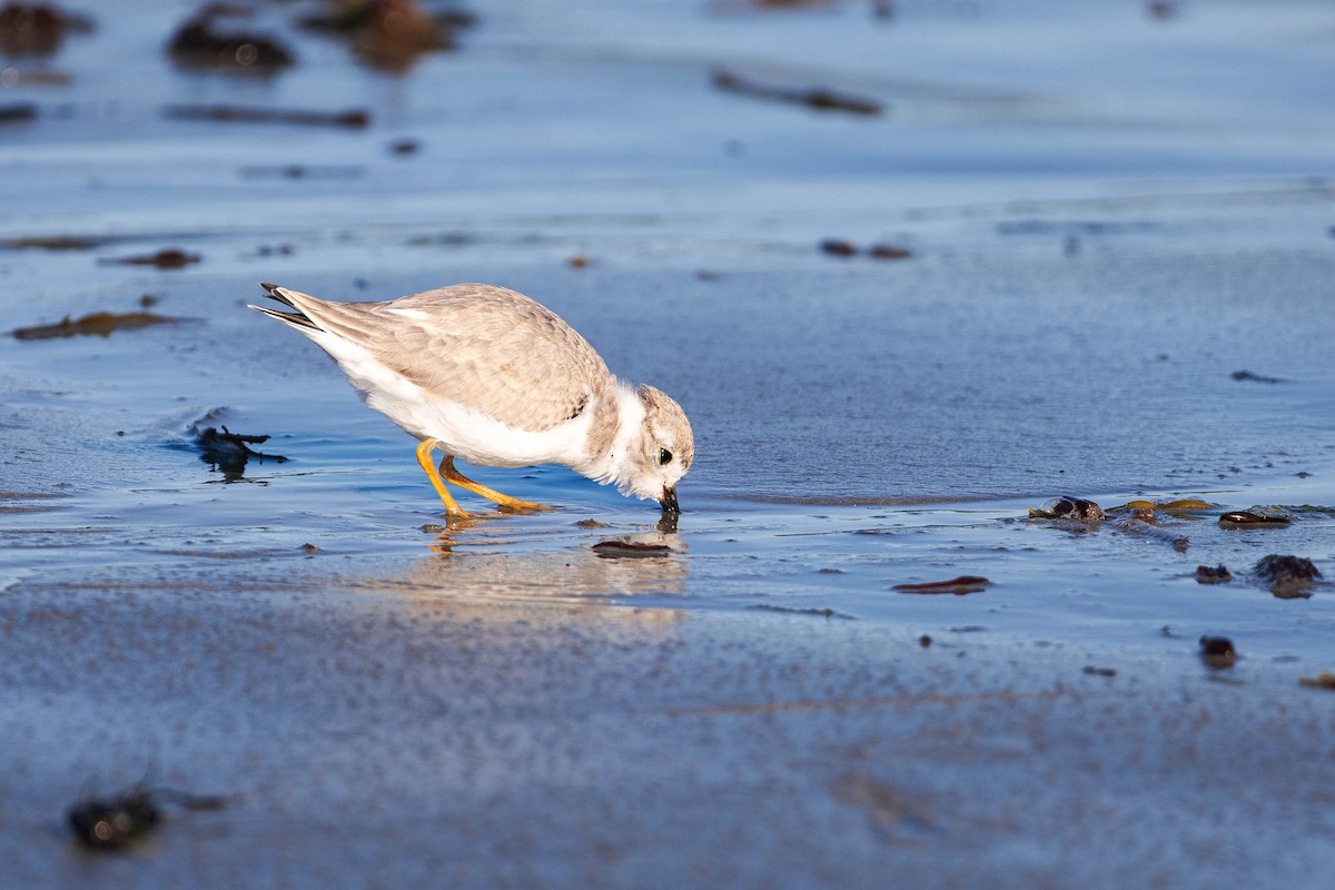 Piping Plover - ML639279110