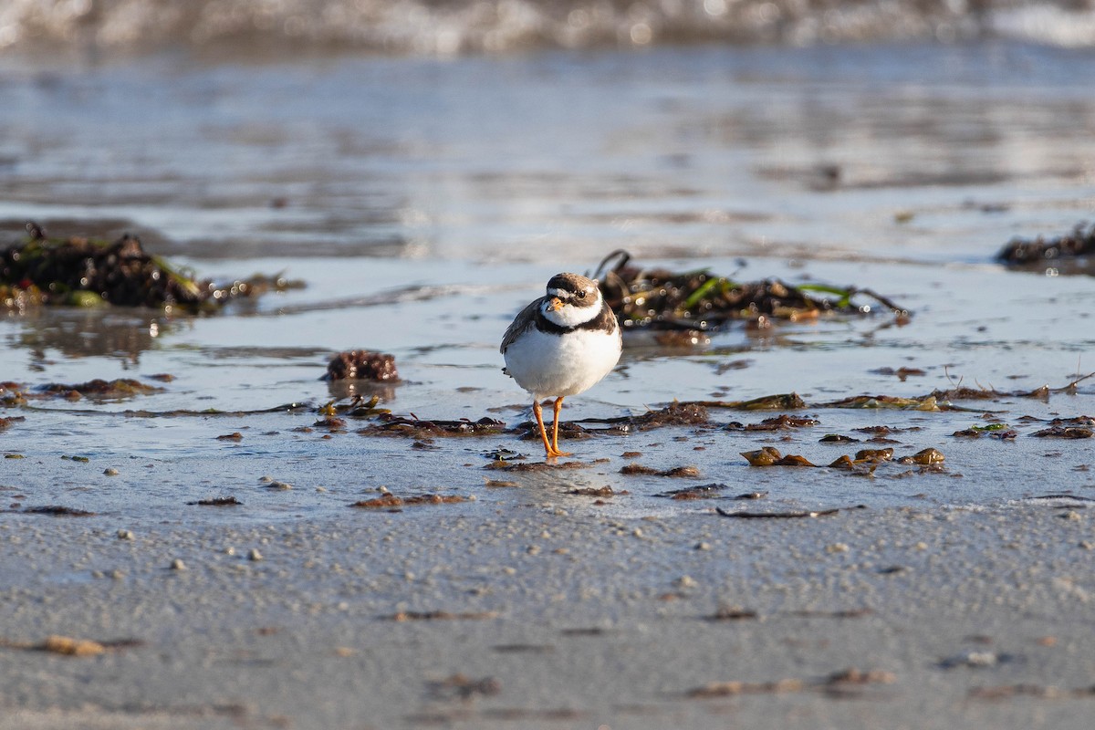 Semipalmated Plover - ML639279113