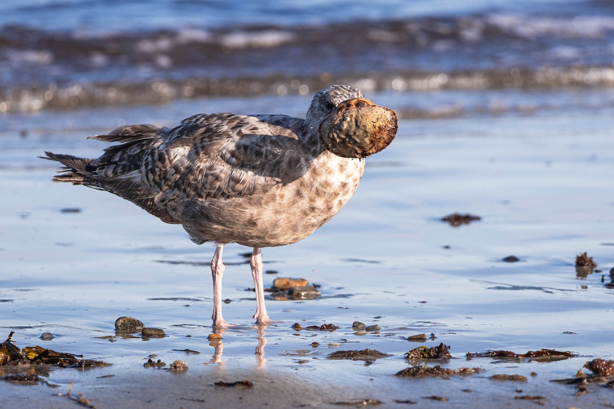 American Herring Gull - ML639279116