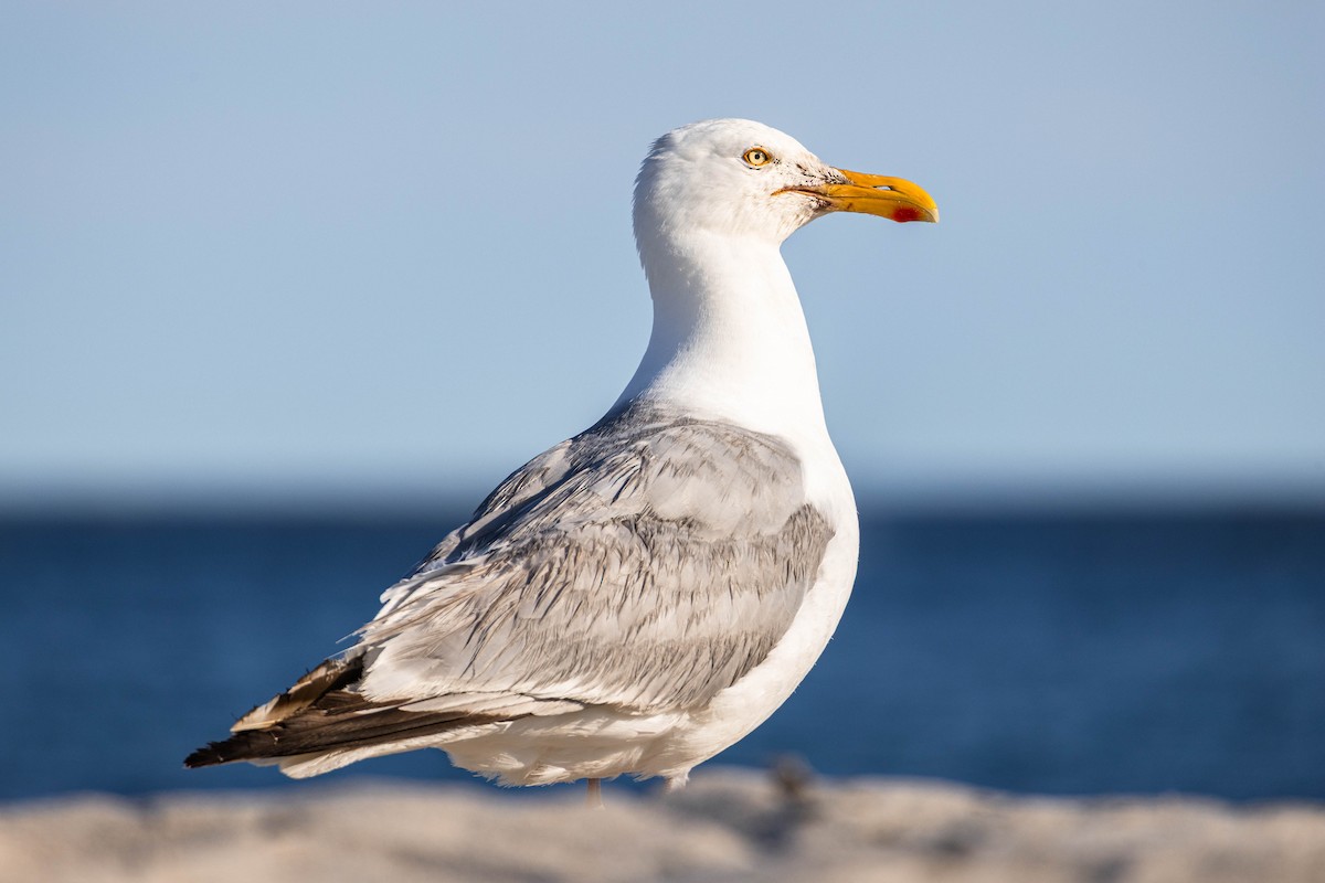American Herring Gull - ML639279117