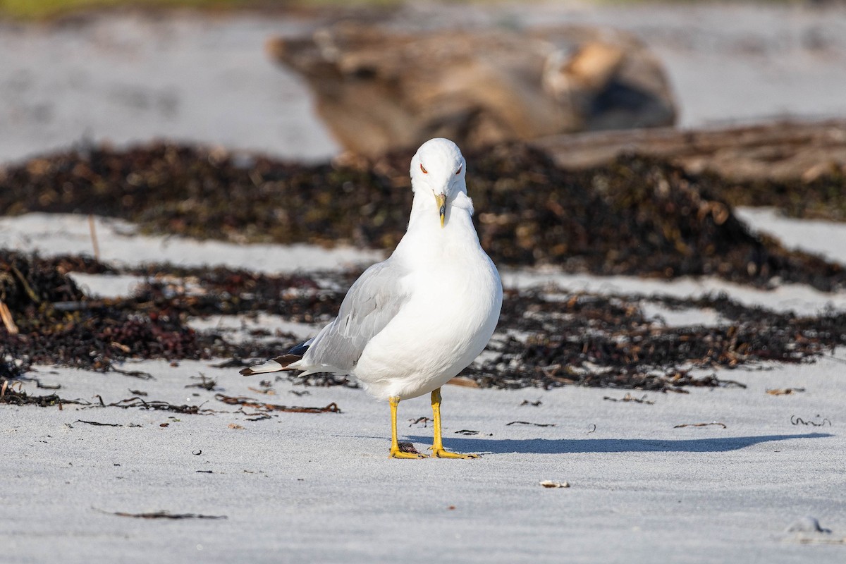 Ring-billed Gull - ML639279118