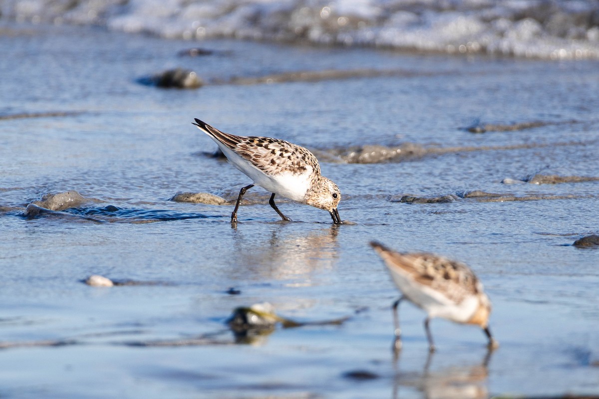 Sanderling - ML639279122