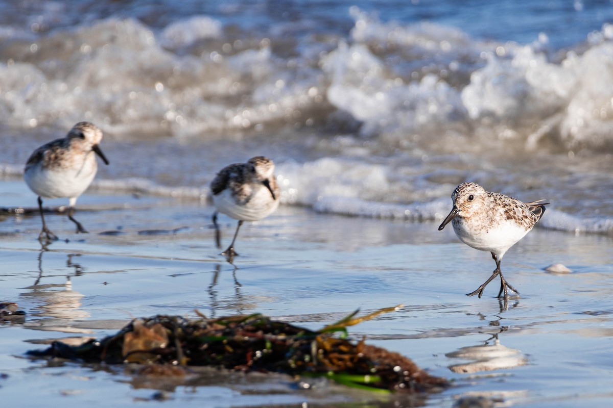 Sanderling - ML639279123