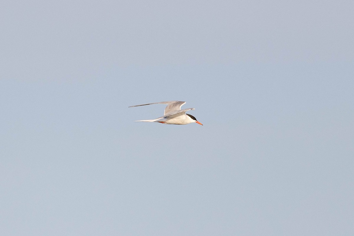 Common Tern - ML639279159