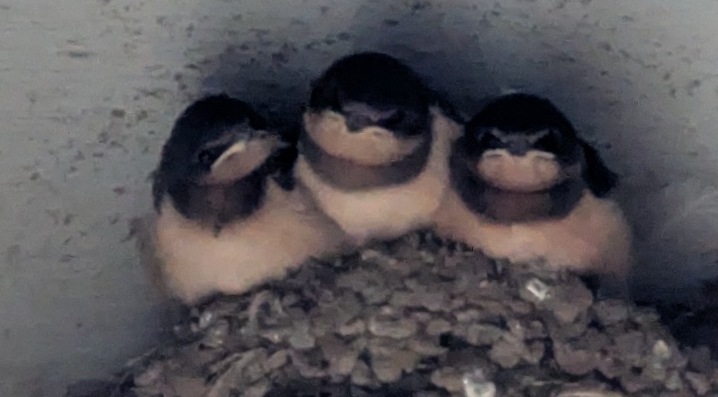 Rondine - ML639279166