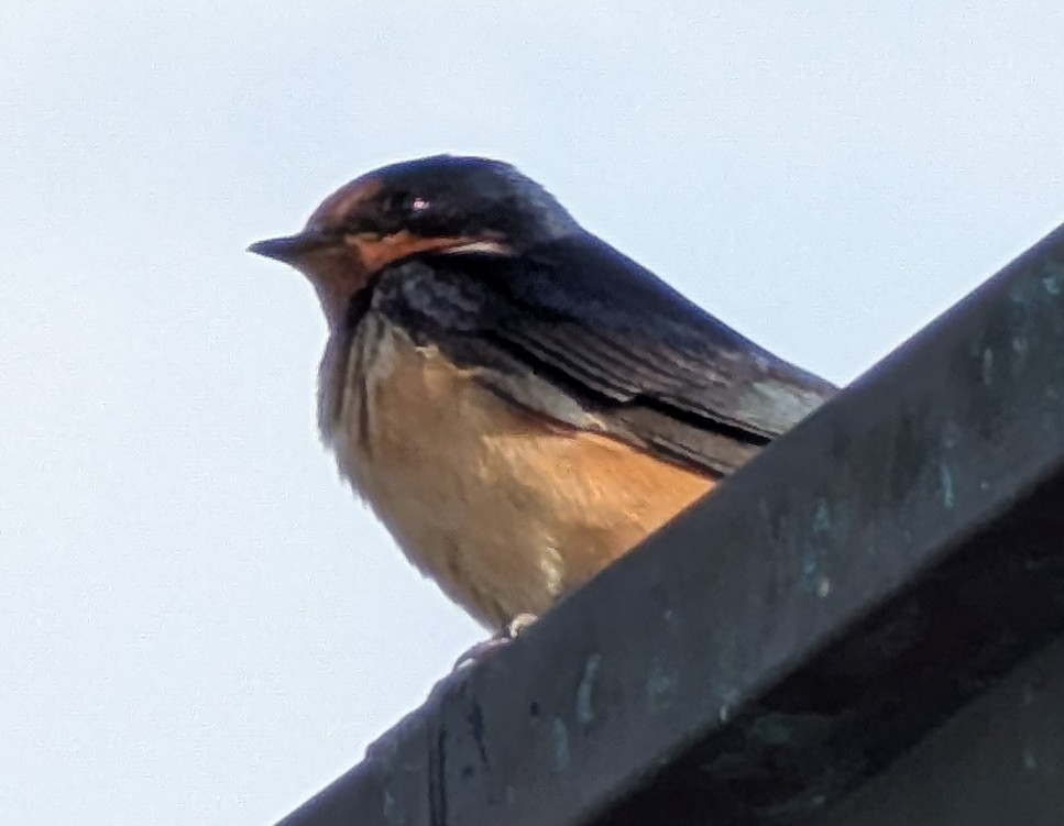 Rondine - ML639279167