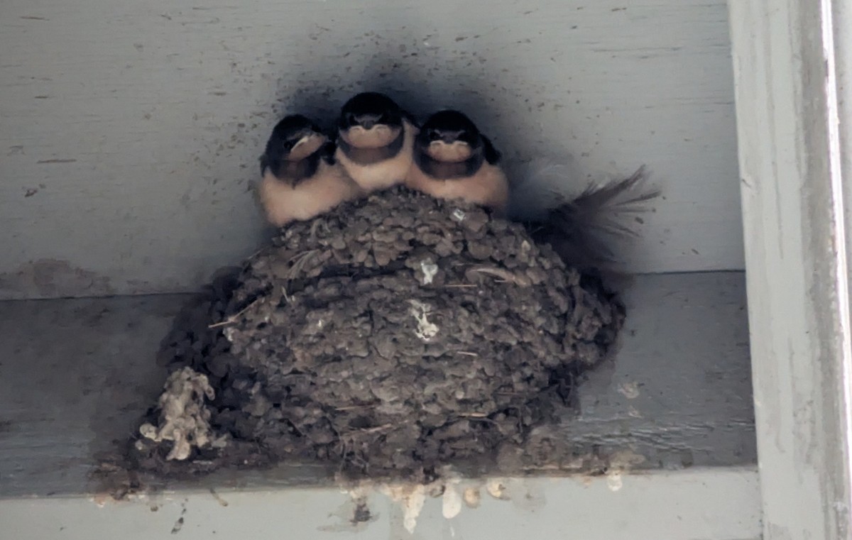 Rondine - ML639279168