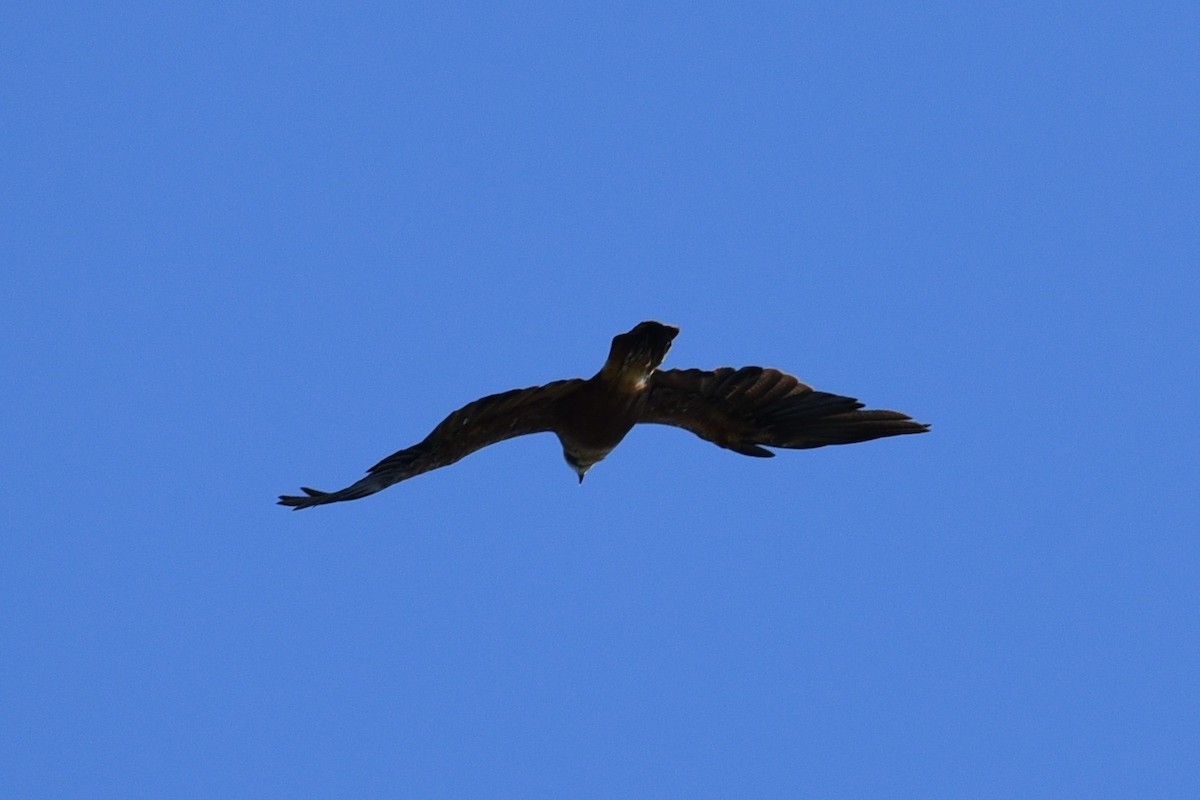 Snail Kite - ML639279201