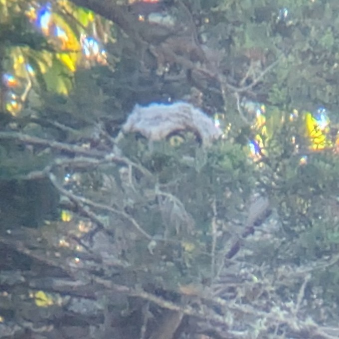 Great Horned Owl - ML639279253