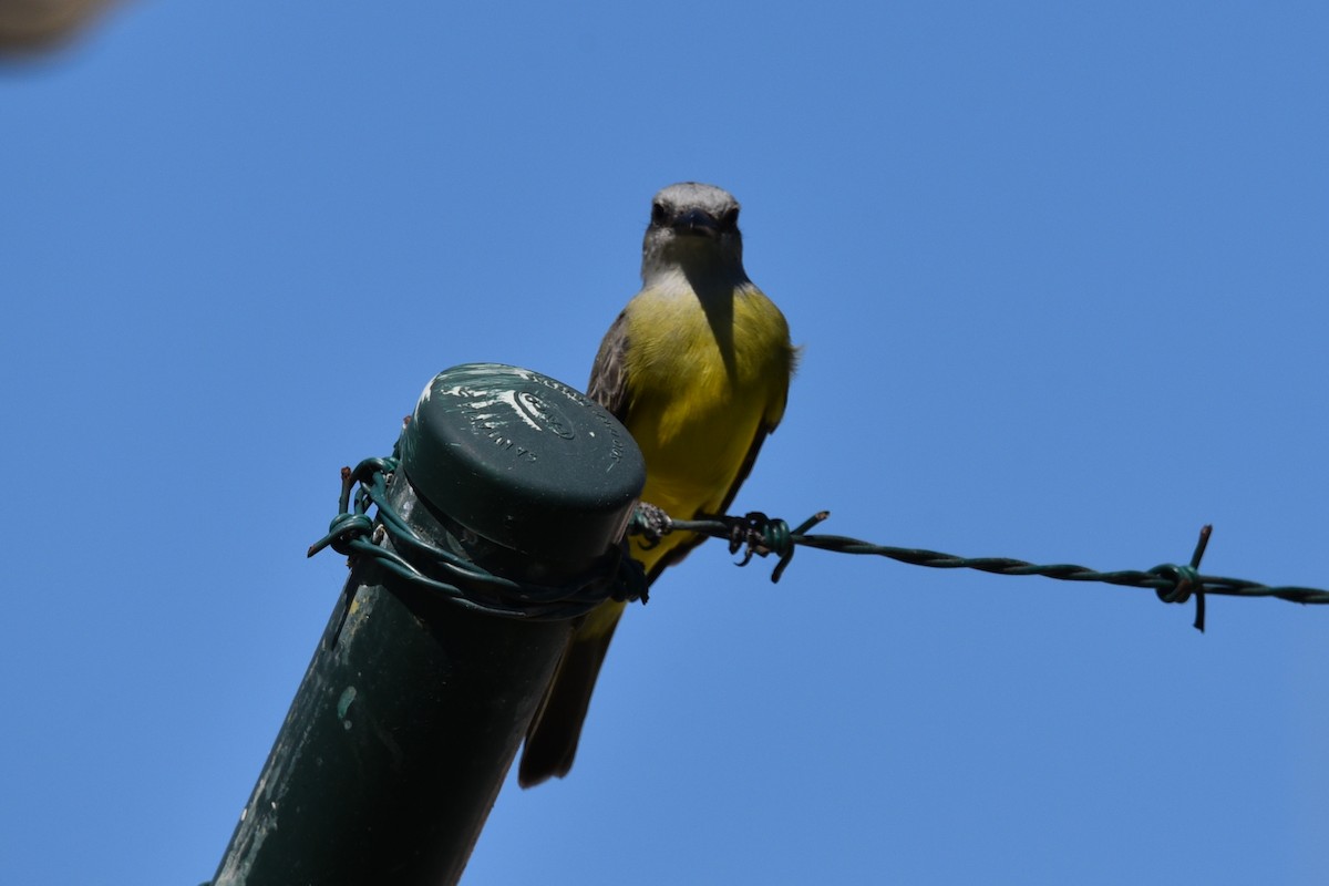 Tropical Kingbird - ML639279371