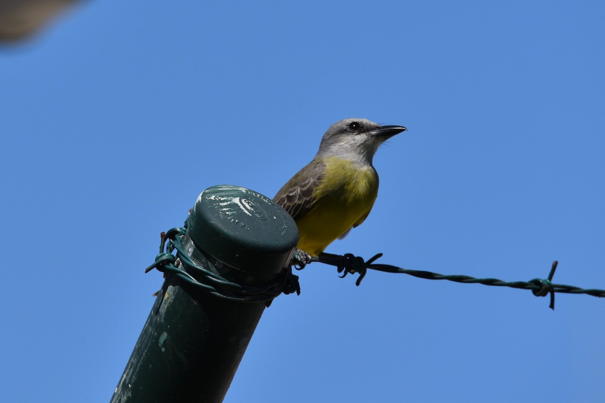 Tropical Kingbird - ML639279372