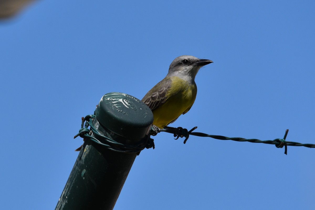 Tropical Kingbird - ML639279373