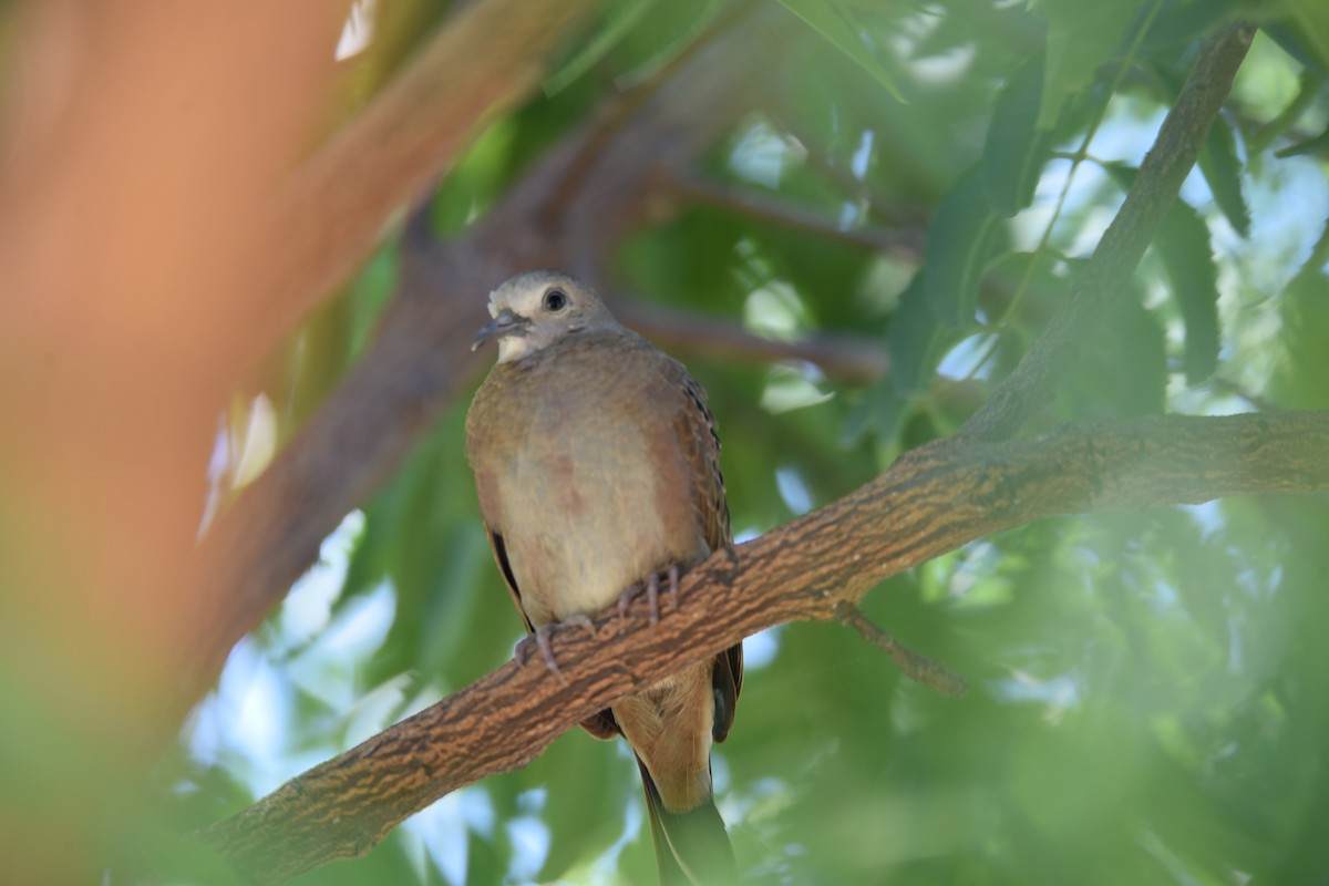 Ruddy Ground Dove - ML639279374