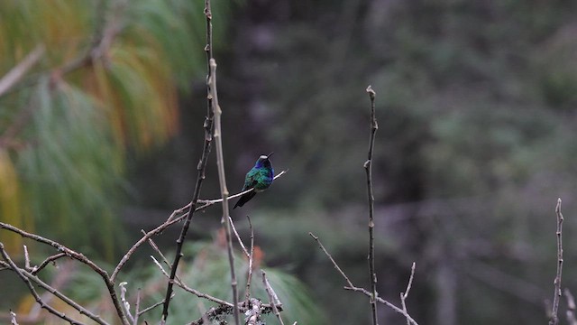 Mexican Violetear - ML639279375