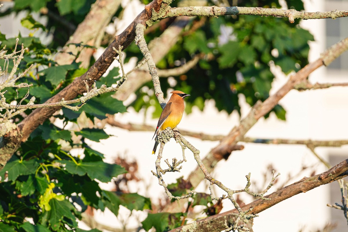 Cedar Waxwing - ML639279380