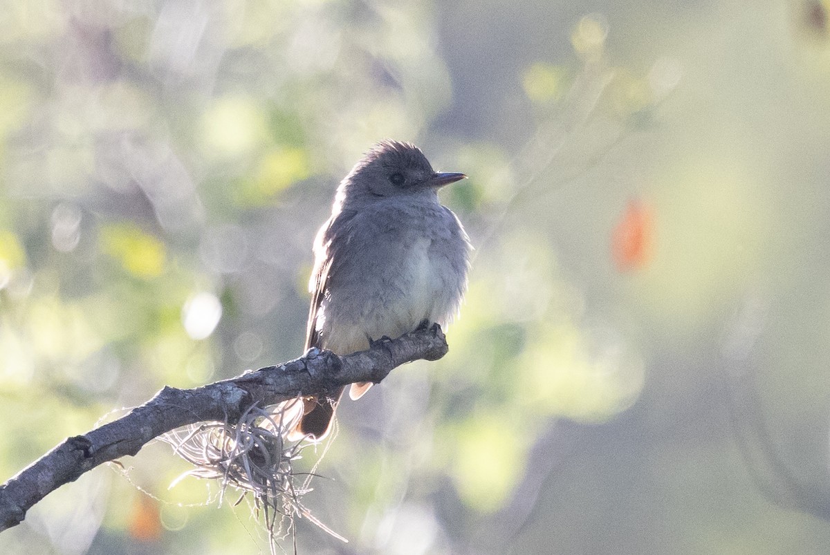 Western Wood-Pewee - ML639279433