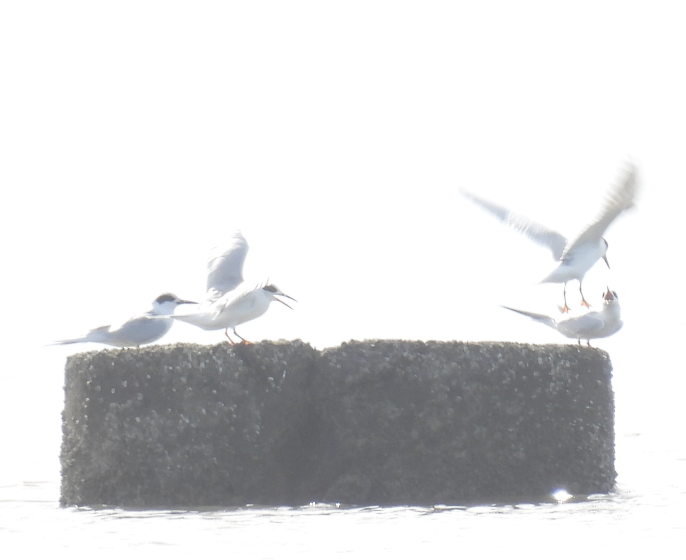 Forster's Tern - ML639279454