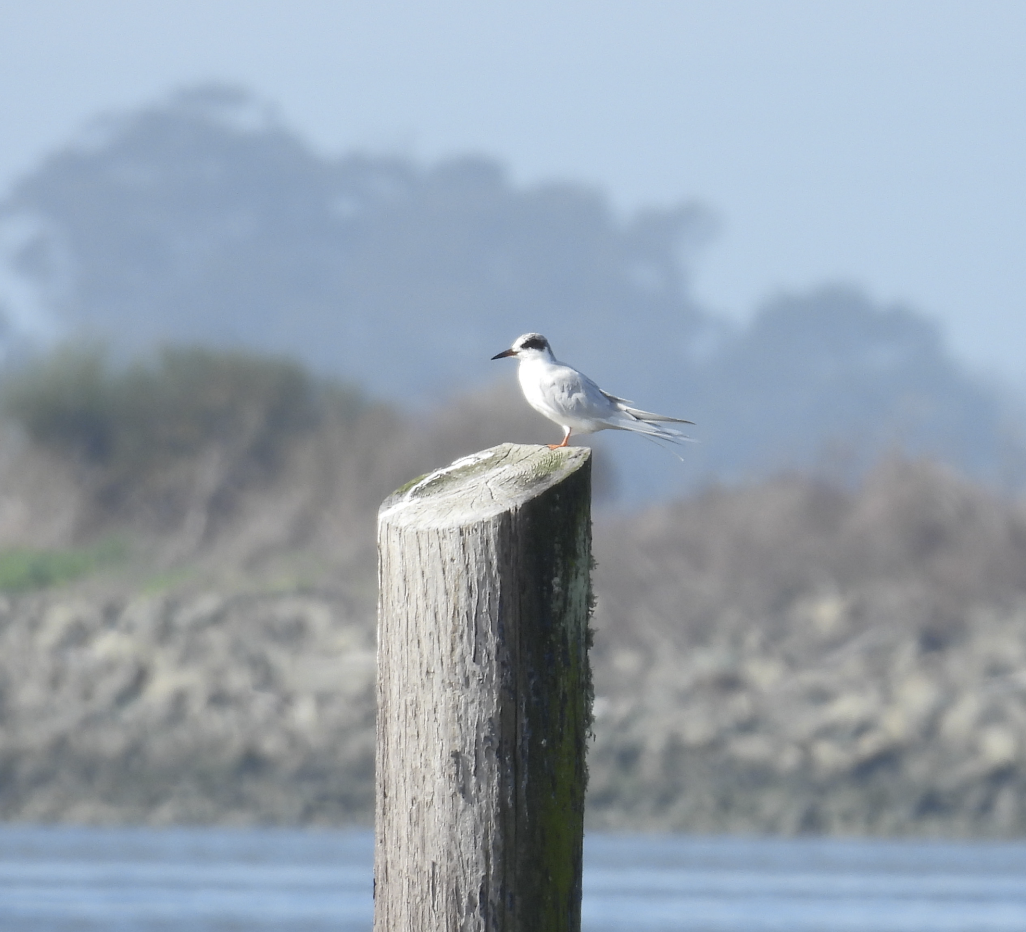 Forster's Tern - ML639279455
