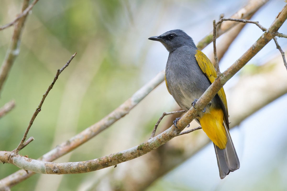 Gri-Mavi Karınlı Arapbülbülü - ML639279530