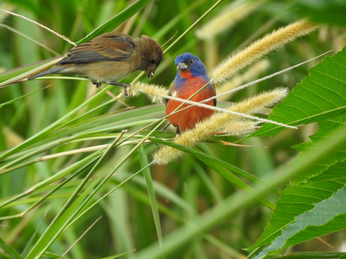 Painted Bunting - ML639279531