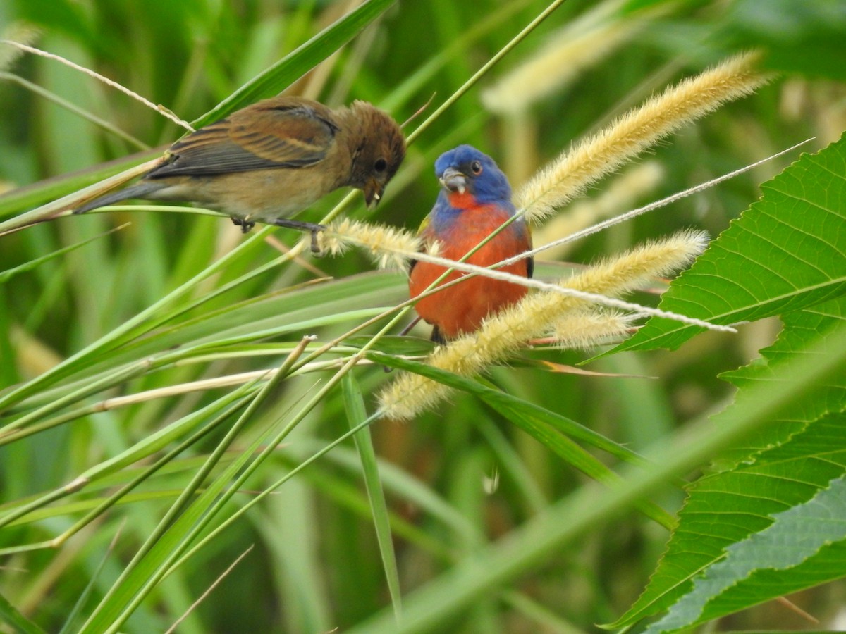 Painted Bunting - ML639279532