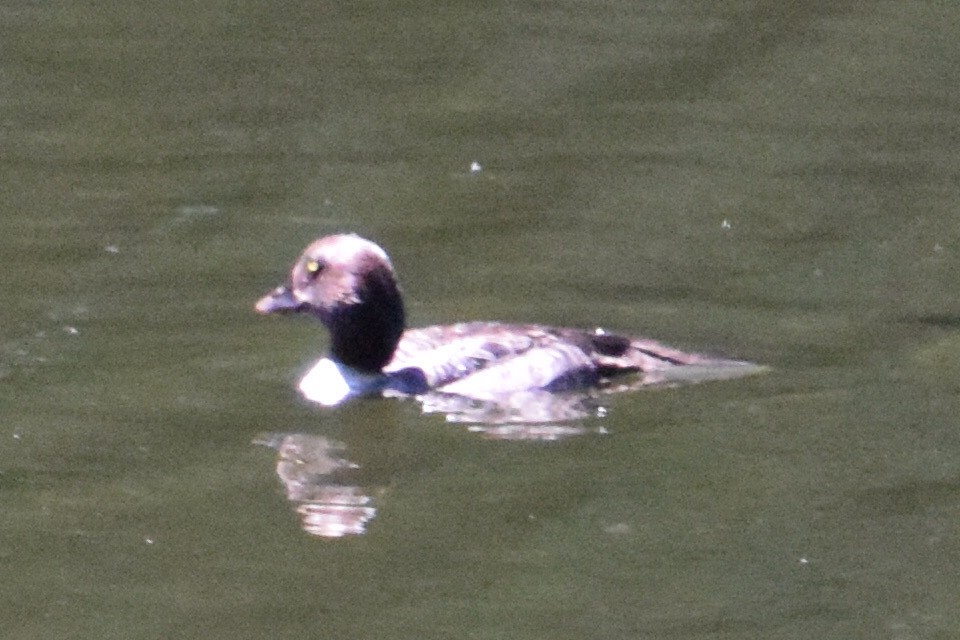 Common/Barrow's Goldeneye - ML639279586