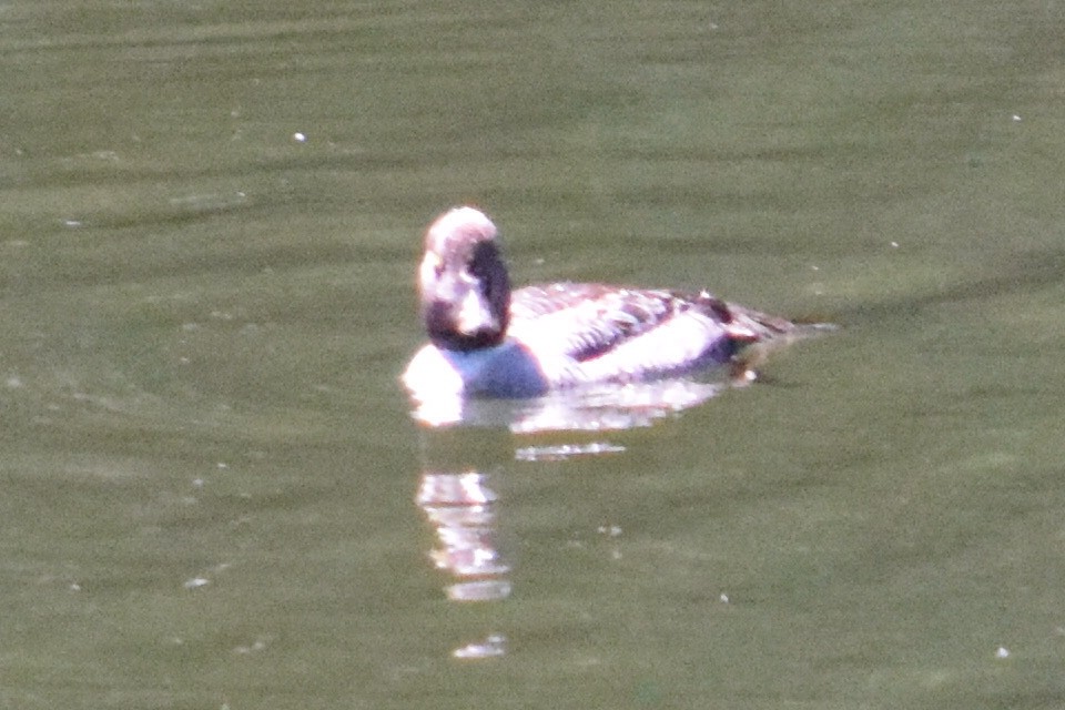 Common/Barrow's Goldeneye - ML639279587