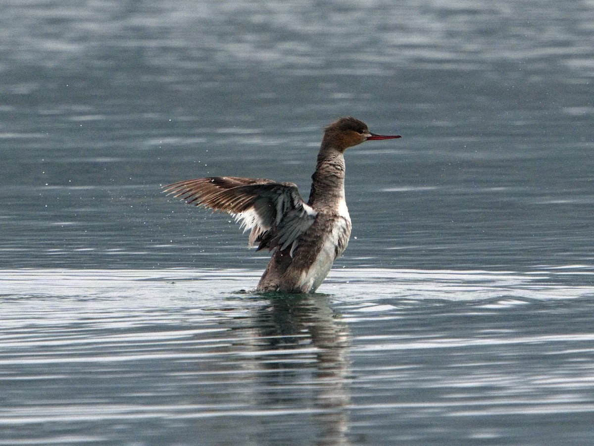 Сэвгэр бохио - ML639279689
