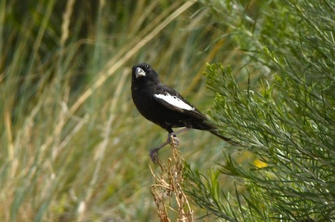 Colorado State Bird: Fascinating Facts You Need to Know