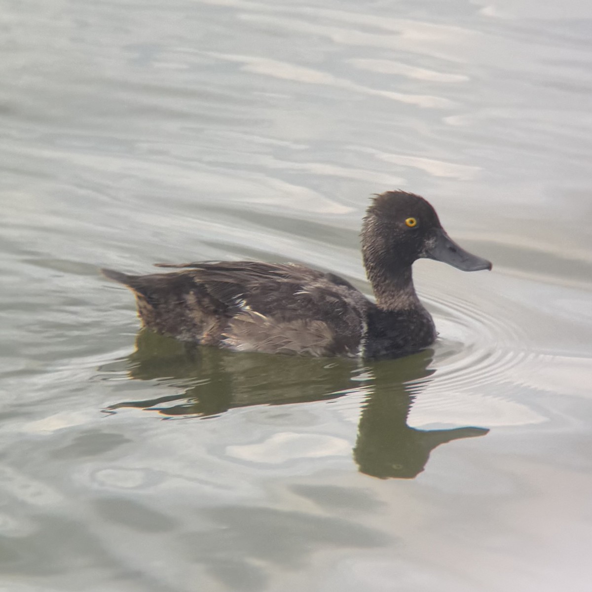 Lesser Scaup - ML639279820