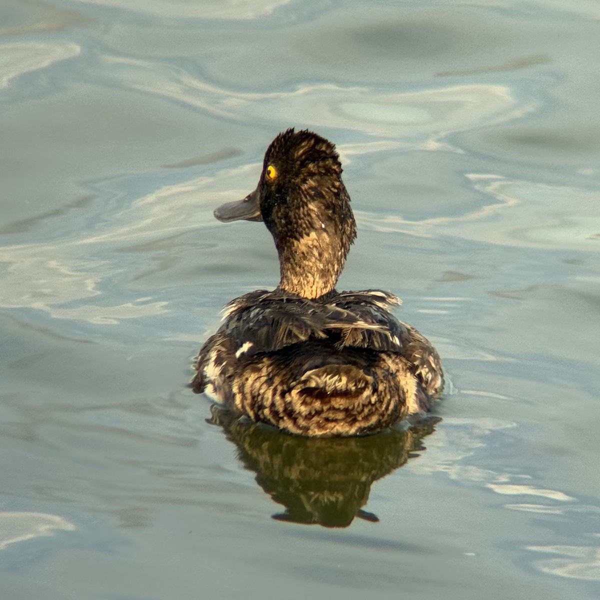Lesser Scaup - ML639279821