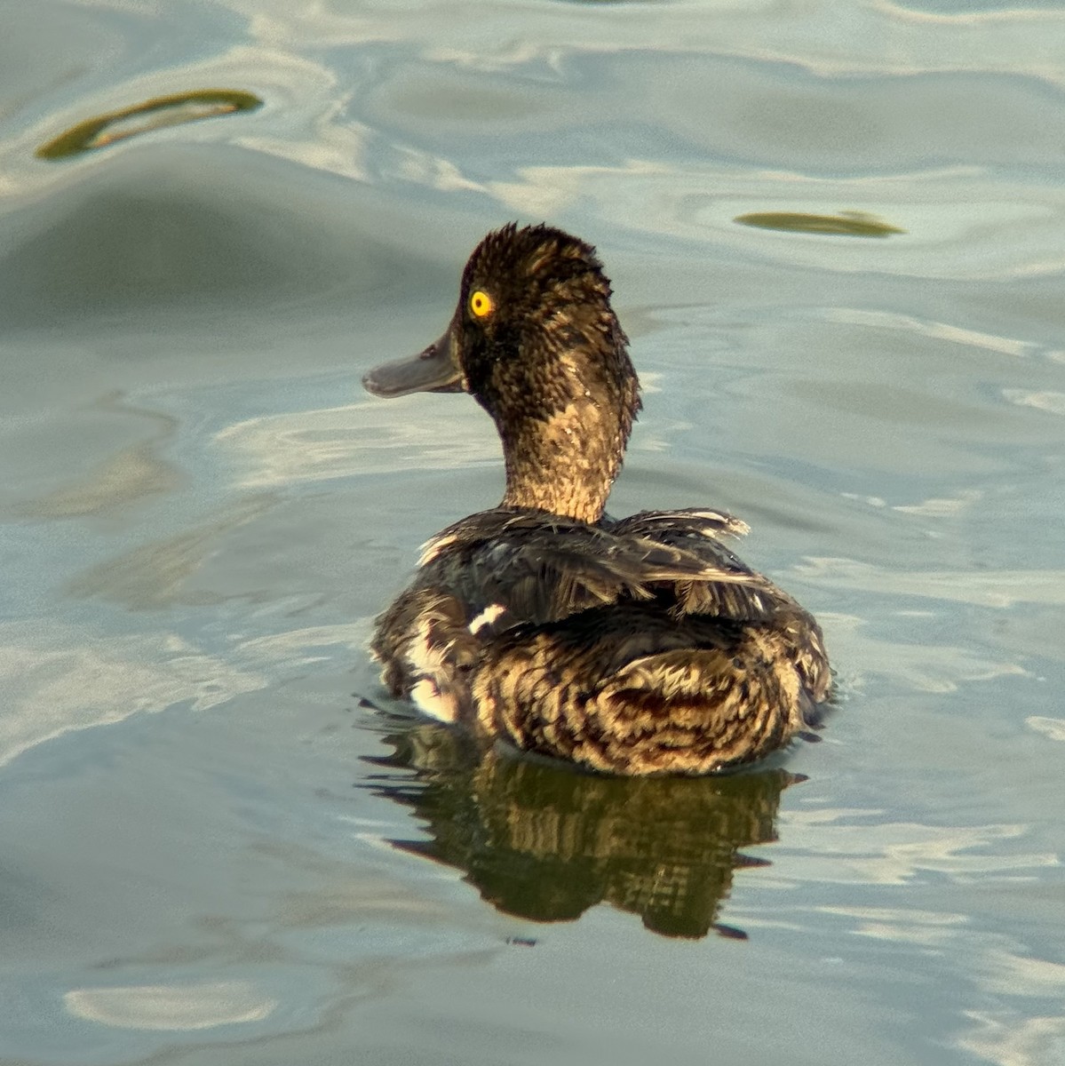 Lesser Scaup - ML639279822