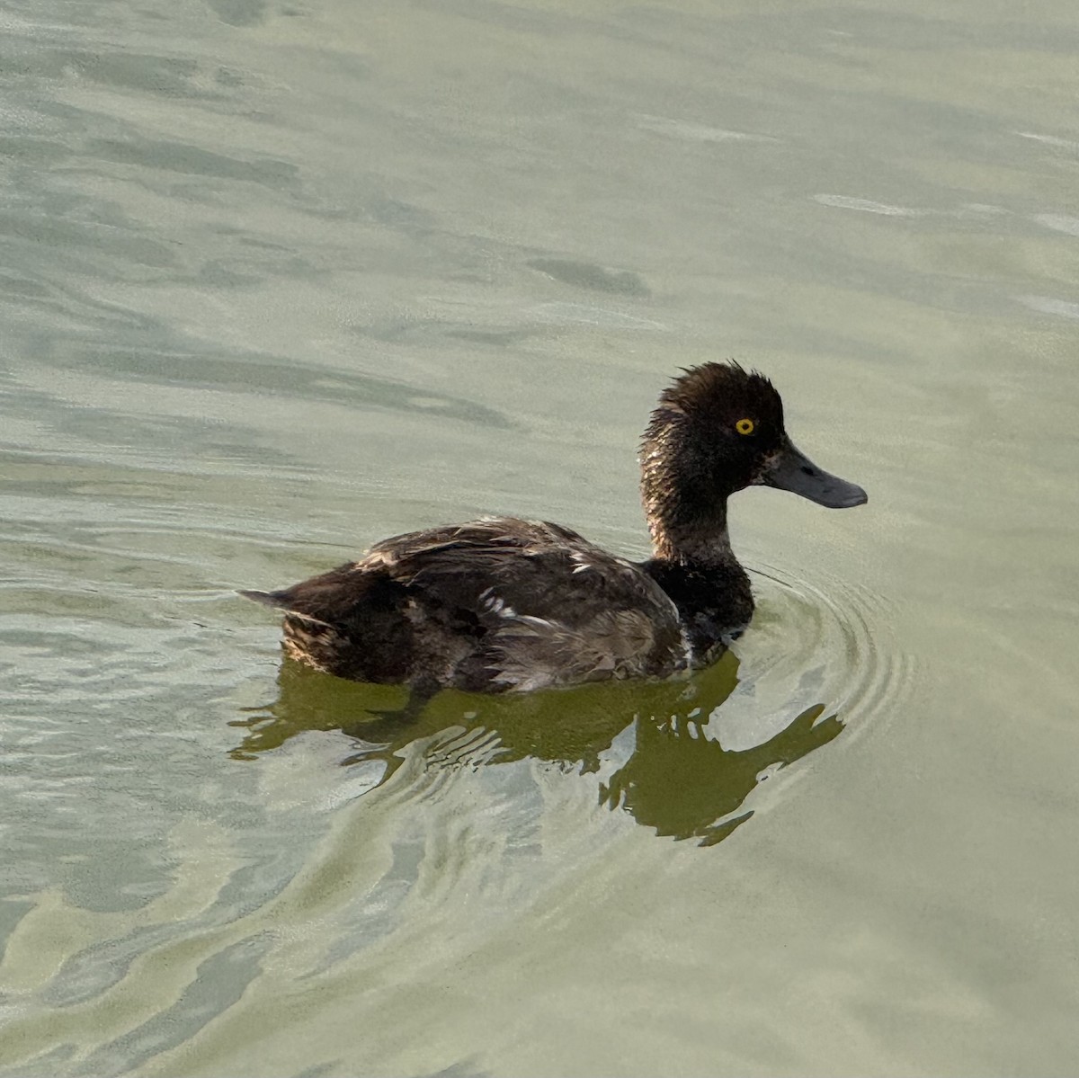 Lesser Scaup - ML639279823