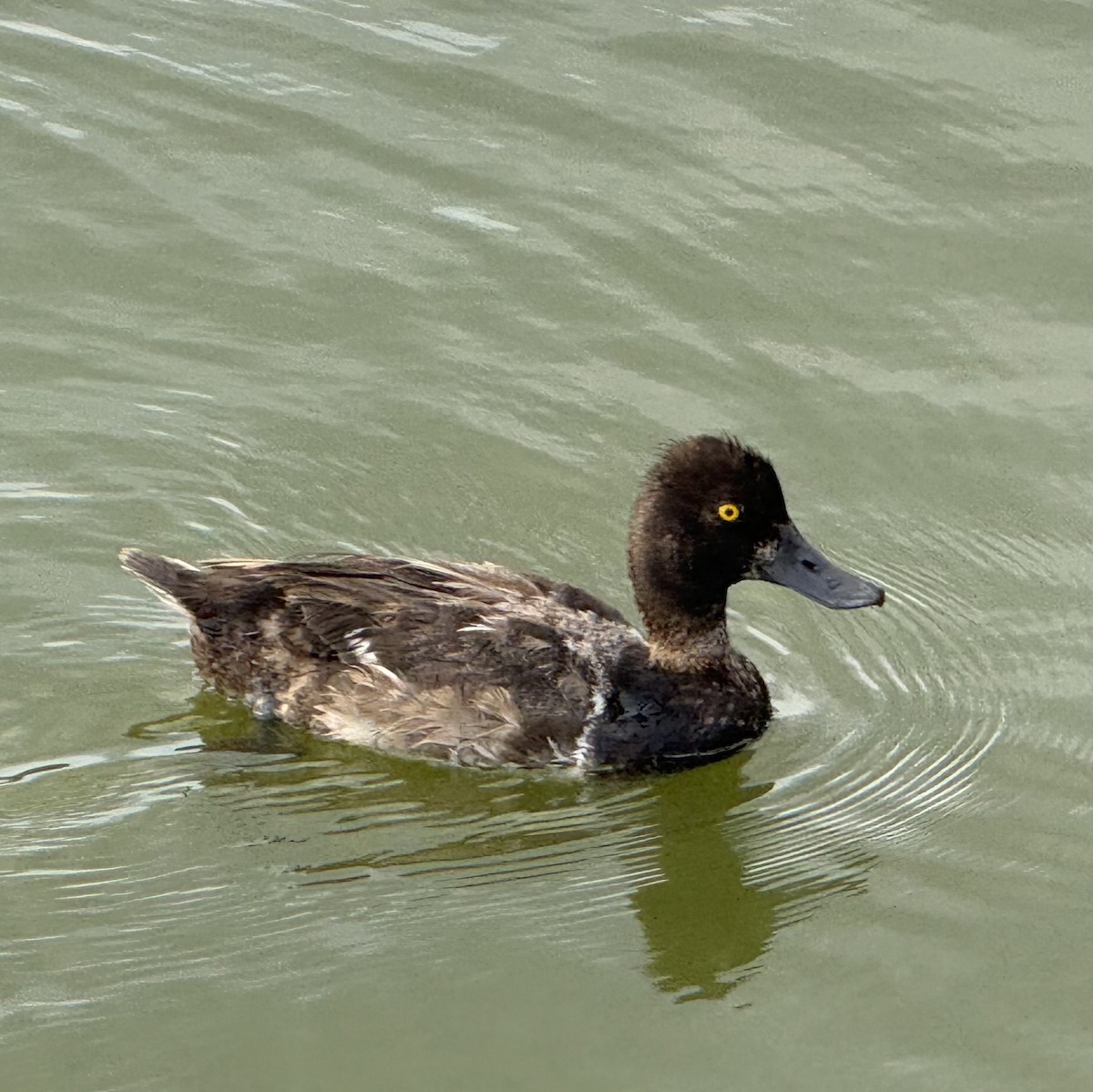 Lesser Scaup - ML639279827