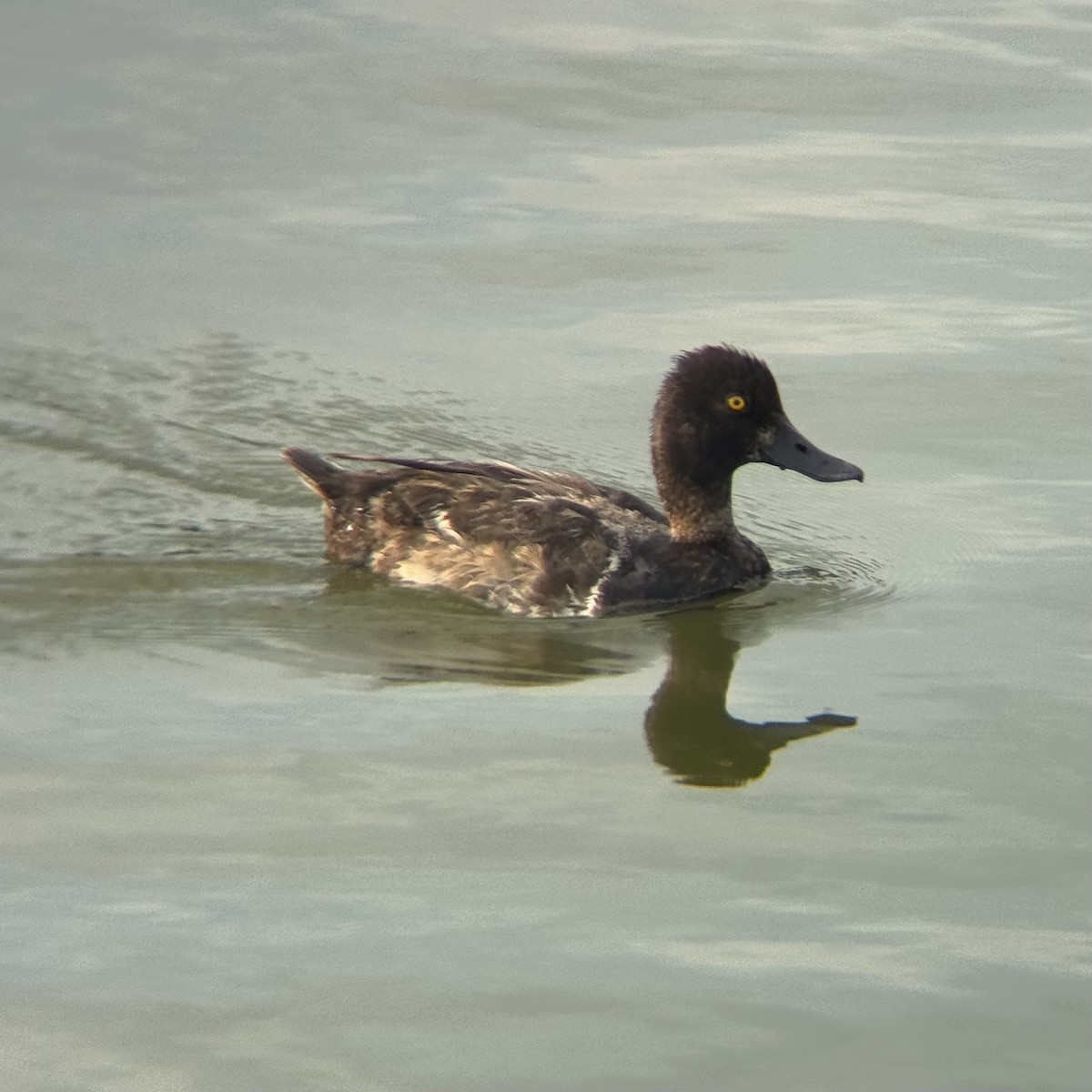 Lesser Scaup - ML639279828