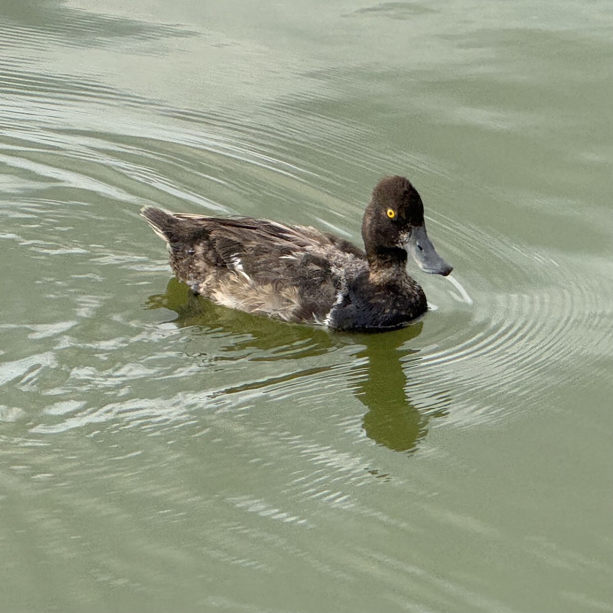Lesser Scaup - ML639279829
