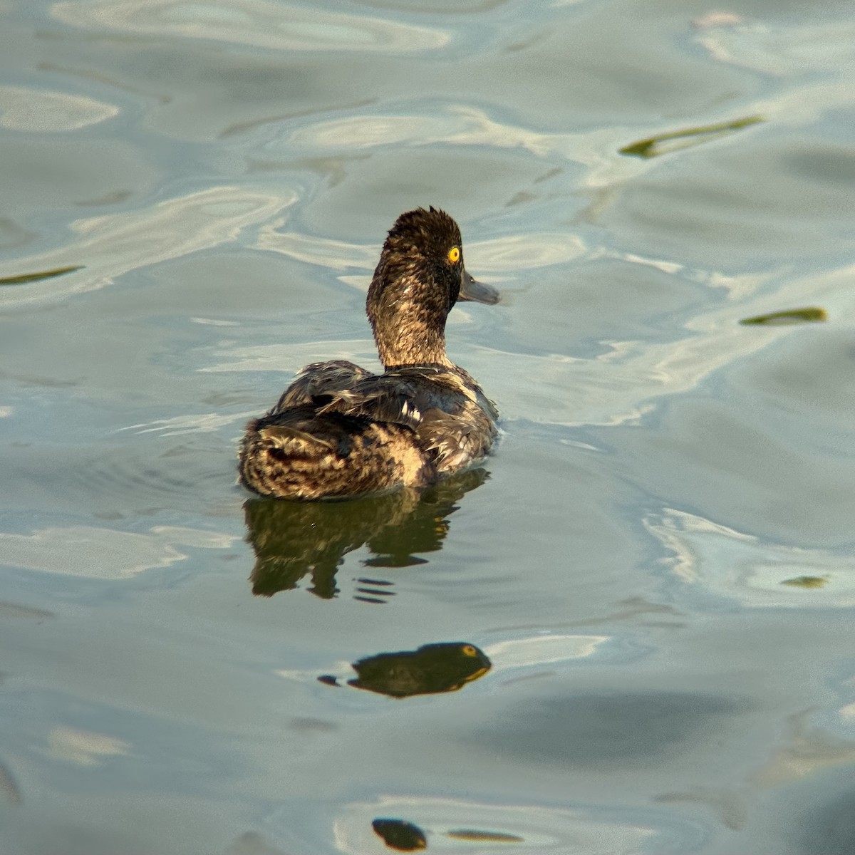 Lesser Scaup - ML639279830