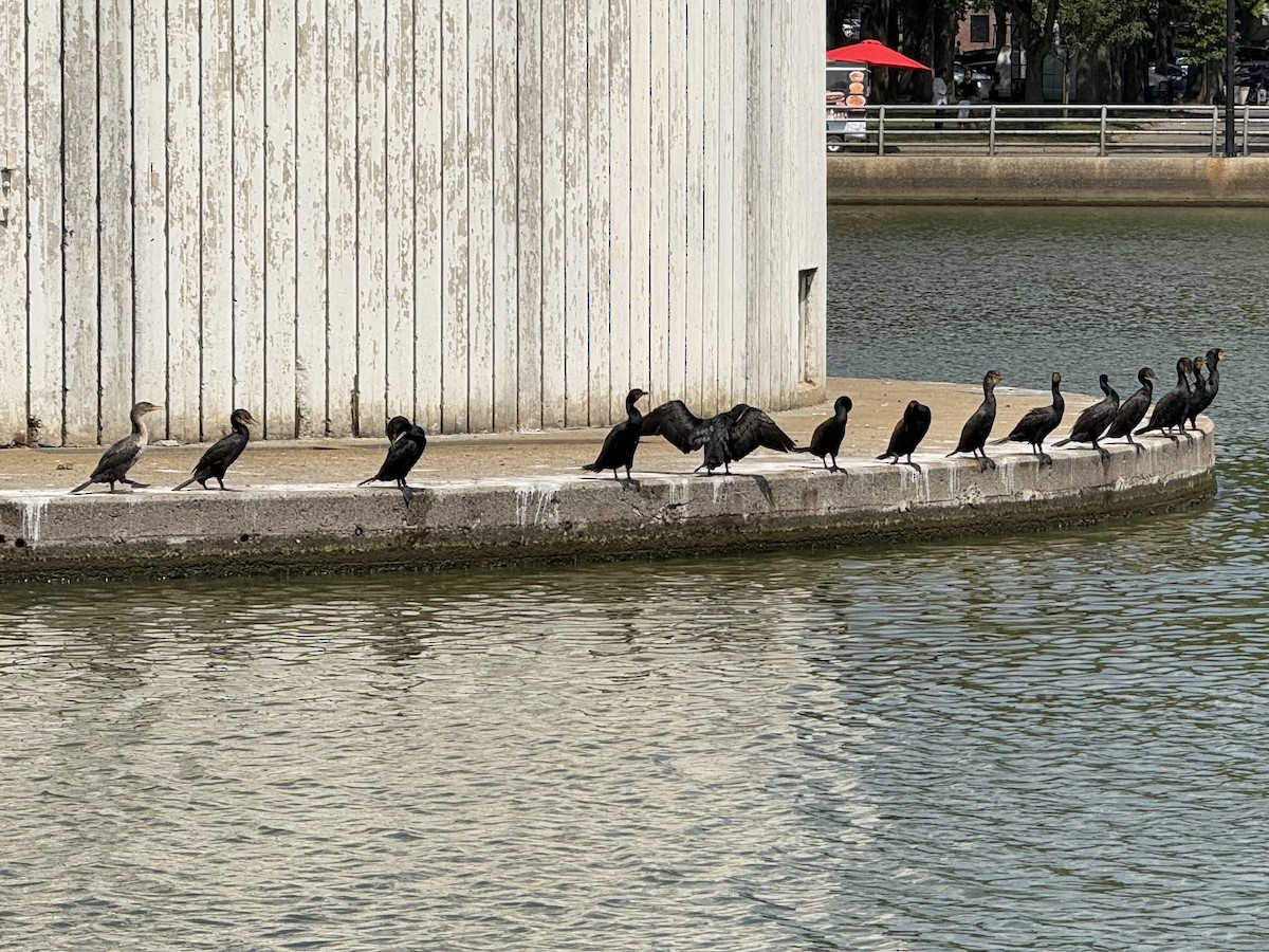 Double-crested Cormorant - ML639279855