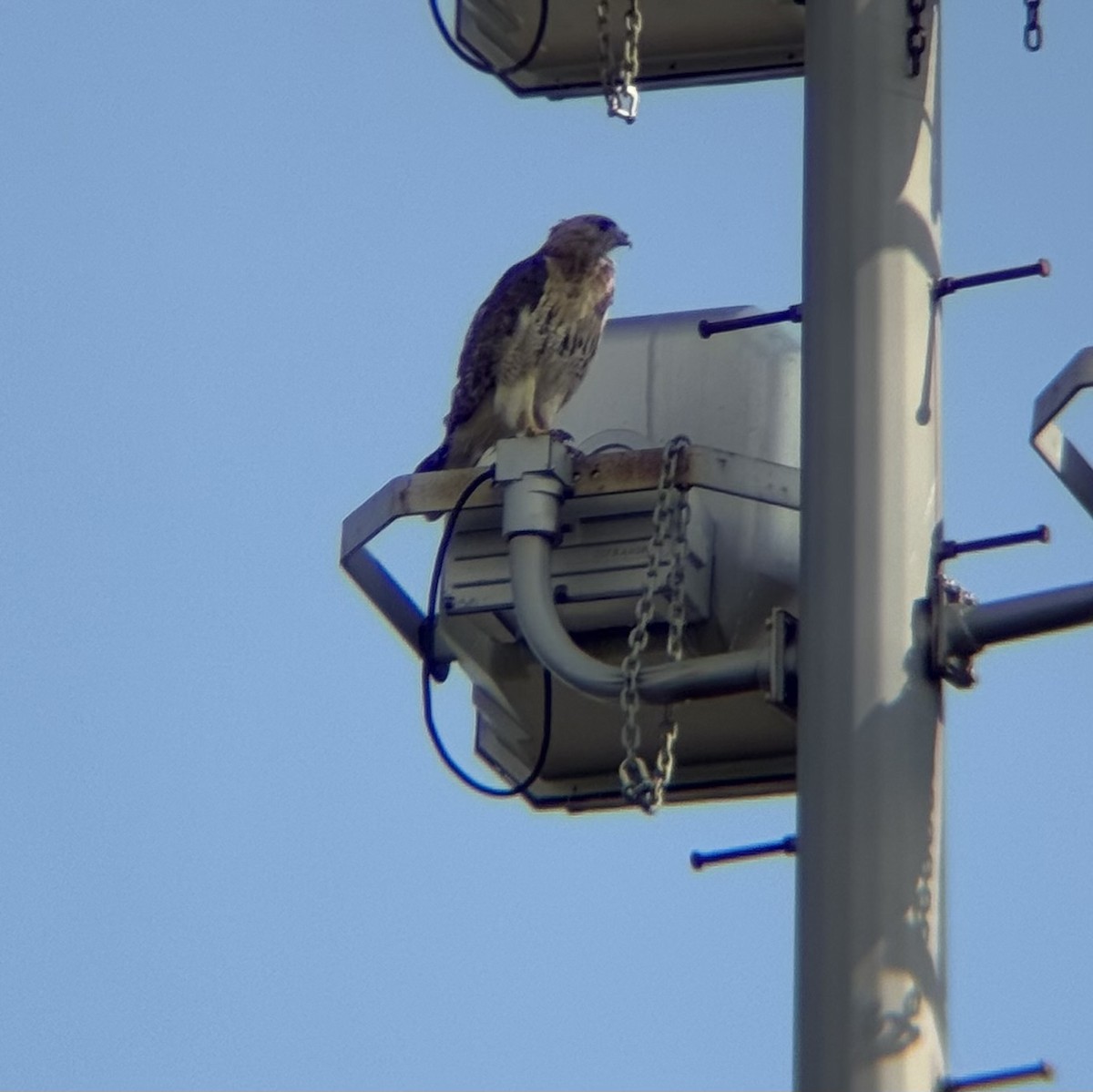 Red-tailed Hawk - ML639279861
