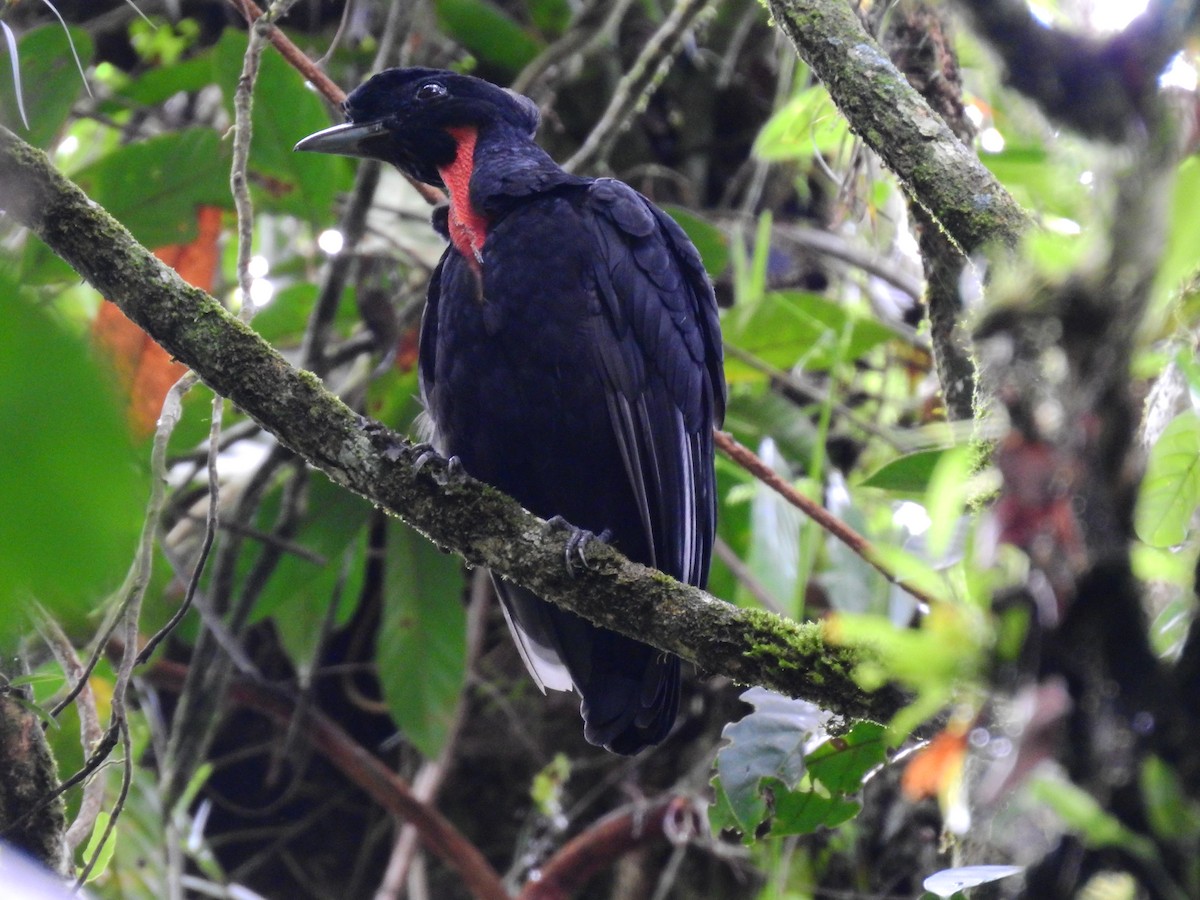 Bare-necked Umbrellabird - ML639279908