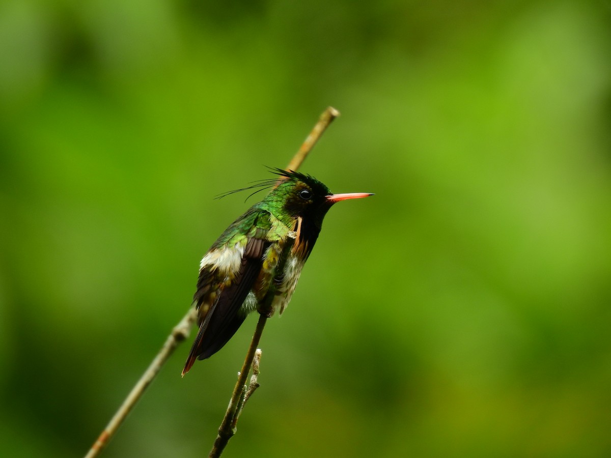 Black-crested Coquette - ML639279913