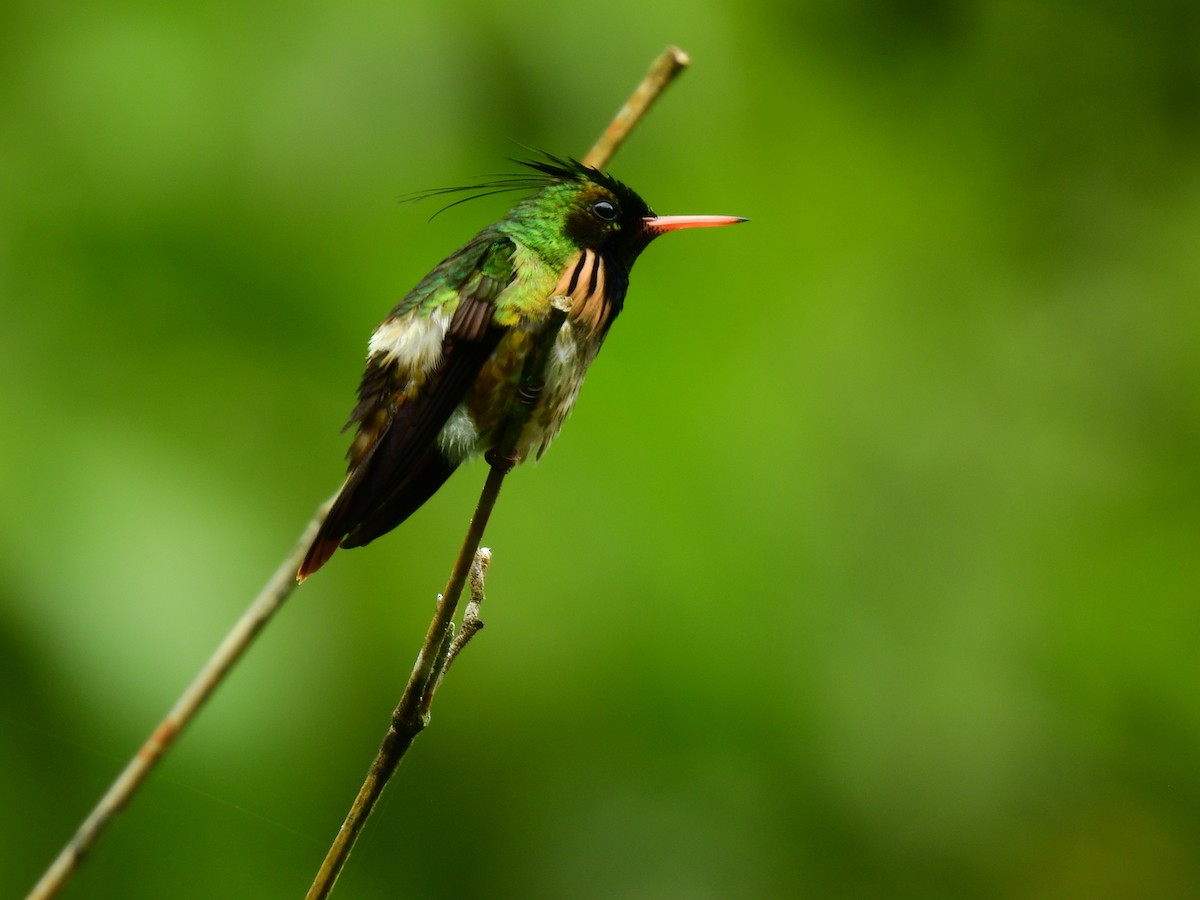 Black-crested Coquette - ML639279915